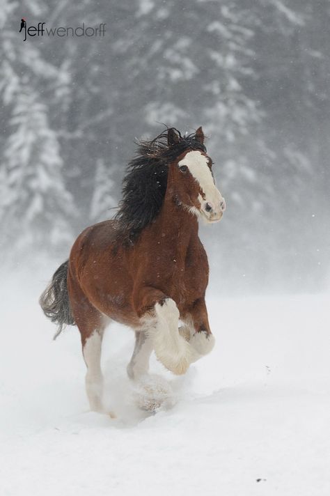 Clydesdale Budweiser Clydesdales, Rasy Koni, Clydesdale Horses, Big Horses, Work Horses, Majestic Horse, All The Pretty Horses, Horse Crazy, Clydesdale