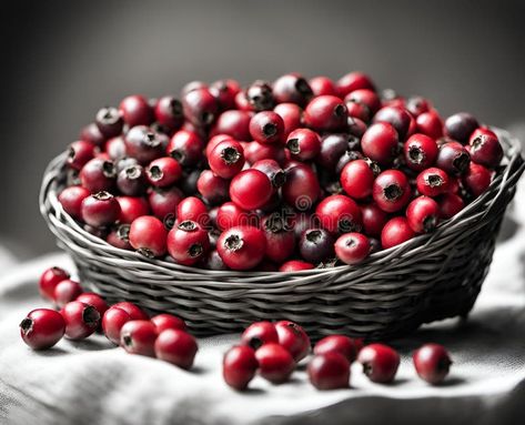 Ripe appetizing dogwood berries in an overflowing basket, AI stock images Dogwood Berries, Style Design, Stock Illustration, Calligraphy, Stock Images, Design