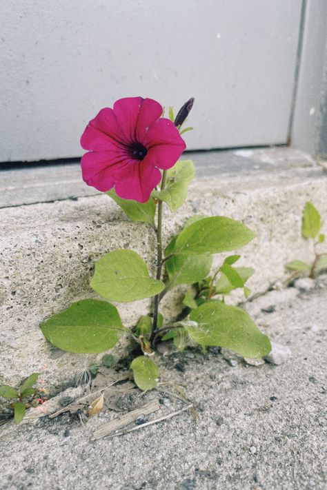 Petunias Aesthetic, Petunia Aesthetic, Petunia Watercolor Painting, Petunia Watercolor, Petunia Flower Aesthetic, Black Velvet Petunia Aesthetic, Black Velvet Petunia, Petunia Flower, Green Aesthetic