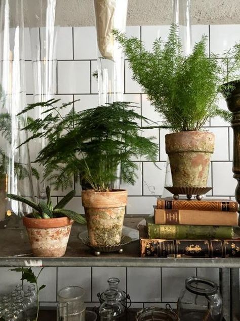 Great House Plants for Decorating Small Apartments and Homes Decorating Small Apartments, Plants And Books, Small Flowering Plants, Growing Food Indoors, Small House Plants, Asparagus Fern, Plant Help, Apartment Plants, Small Apartment Decorating