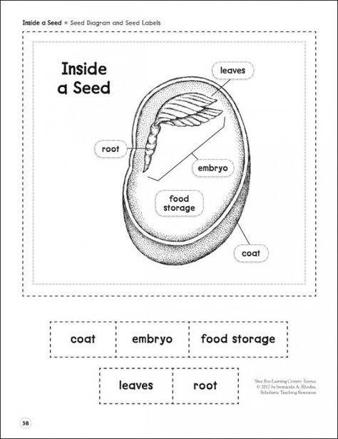 Inside a Seed (Parts of a Seed): Life Science Shoe Box Learning Center Parts Of A Seed Printable, Parts Of A Seed Diagram, Parts Of A Seed, Science Subject, Plant Lessons, Life Science Activities, Planting For Kids, Plants Unit, First Grade Science