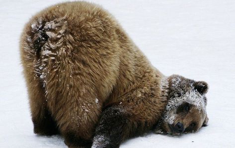 Silly Bear Picture, Silly Bears, Photo Ours, Silly Bear, Bears Cute, Baby Bear Cub, Fluffy Bear, Bear Funny, Brown Bears