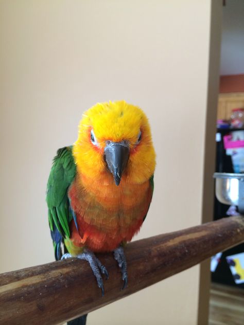 Jenday Conure, Sun Conure, Cute Animal Pictures, Birdy, Beautiful Creatures, Animal Pictures, Parrot, Baby Animals