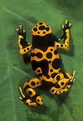 Arrow Poison Frog, Dendrobates luecomelis,... Best Seller Books, Frosch Illustration, Poison Frog, Amazing Frog, Frog Pictures, Dart Frog, Frog And Toad, Colorful Animals, Tree Frogs