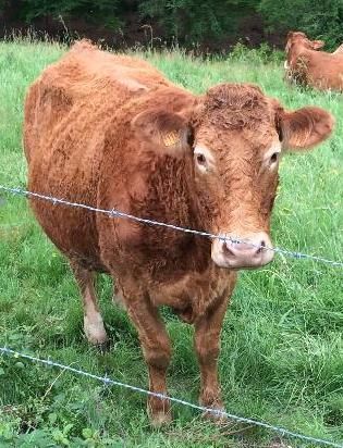 Met this very cute, ginger curly top on our walk today Cute Ginger, The Cow, Ginger, Cow, Animals