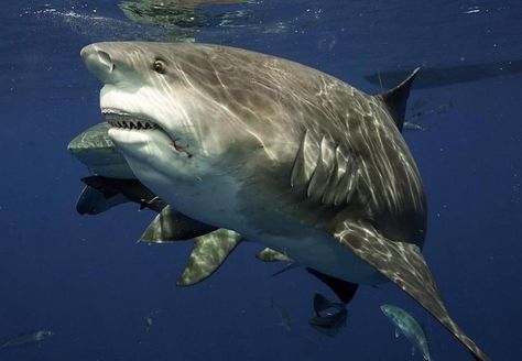 Misunderstood Shark, Shark Photos, Shark Pictures, Bull Shark, Tyson Fury, Apex Predator, Aquatic Animals, Close Encounters, White Sharks