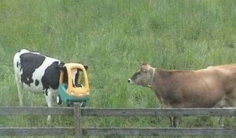 35 Funny Pics - The Crazy Maniacal Laugh Inducing Kind 5 Cow Meme, Two Cows, In Another Universe, Another Universe, Cow, Universe, Funny, Green