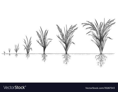 Crops Farm Drawing, Rice Plant Tattoo, Cycle Sketch, Growing Rice, Growth Plant, Rice Crop, Rice Plant, Crop Farming, Plant Sketches