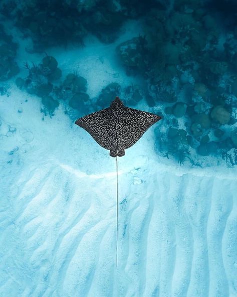 Stingray Photography, Surfer Room Decor, Spotted Stingray, Surfer Room, Stingray Tattoo, Spotted Eagle Ray, Eagle Ray, Sea Underwater, Beautiful Sketches