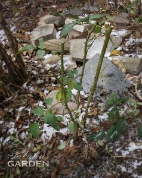 Rose bush ready to go into rose cone Eden Rose, Winter Sets, Winter Set, Rose Bush, Seasonal Garden, Garden Inspiration, Gardening Tips, Potted Plants, No More