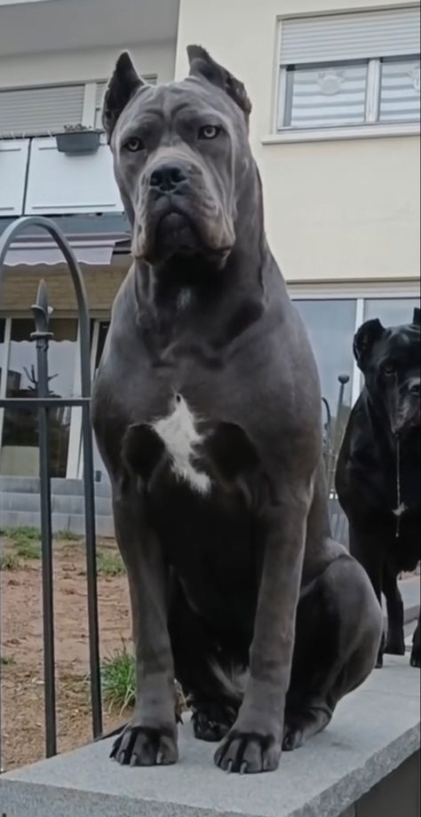 King Corso Dog Puppies, Came Corse, Scary Dog Breeds, Cane Corso Natural Ears, Kane Corso Dog, Cane Corso Dog Blue, Can Corso Dogs, Gray Cane Corso, Can Corso