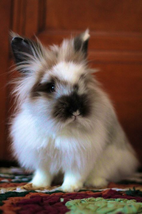 Bunny Lionhead, Havana Rabbit, Florida White Rabbit, Bunny Drawings, Lionhead Bunny, Special Animals, Cutest Bunny Ever, Lionhead Rabbit, Rabbit Hunting