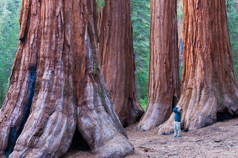 Find out about California's fabulous redwood forests, including where to go to see the tallest and biggest trees, best walks and nicest spots. Redwood Forest California, Redwoods California, Sequoia Sempervirens, Coast Redwood, Sequoia Tree, Zone 7, Redwood National Park, Muir Woods, Redwood Tree