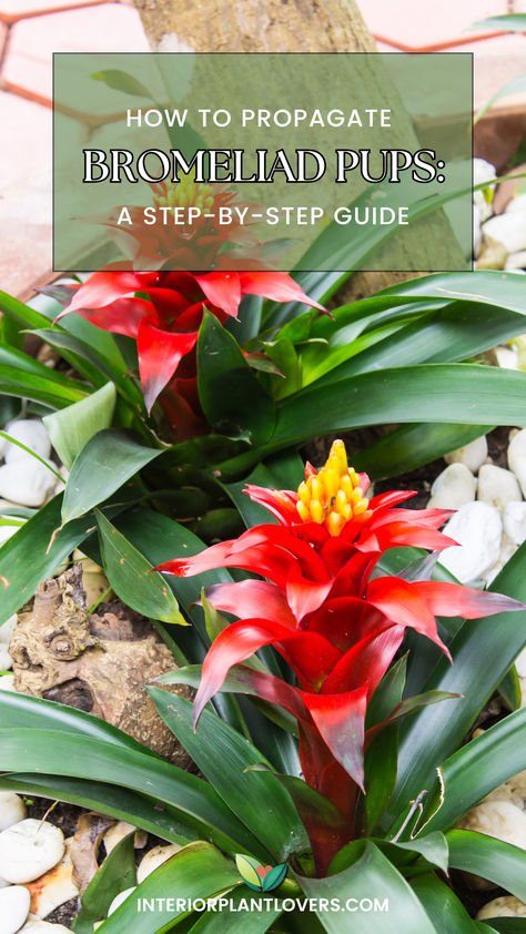 Two beatiful green bromeliads planted on the floor with red flower. How To Care For Bromeliads, Bromeliad Landscaping Ideas, Bromeliads Care, Indoor Garden House, Bromeliads Indoor, Bromeliads Garden, Plants Interior, Indoor Flowering Plants, Plants Indoor