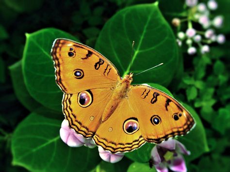 https://flic.kr/p/FQHowS | Nymphalidae > Junonia almana (Peacock Pansy Butterfly) | Junonia alamana - Peacock Pansy Butterfly Nectaring on Milkweed plant (Calotropis sp.) Malabar Banded Peacock Butterfly, Peacock Pansy Butterfly, Planting Fruit Trees, Milkweed Plant, Spirit Animal Totem, Peacock Butterfly, Tiger Moth, Airbrush Art, Animal Totems