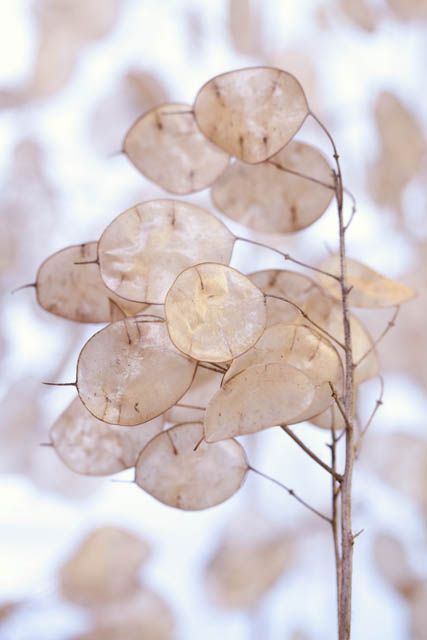 Apr 5, 2018 - Fast growing, Honesty (Lunaria annua) or Silver Dollar or Money Plant is a very interesting biennial with its heads of 4-petaled flowers, deep purple to white, blooming in mid-late spring to early summer. These are beautifully replaced in midsummer by translucent, round, flat seed pods looking like silvery coins! These… Silver Dollar Plant, Dollar Plant, Moon Plant, Fleurs Diy, Money Plant, Dry Plants, Violet Flower, Deco Floral, Dried Flower Arrangements