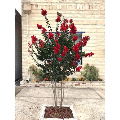 Southern Living Red Flowering Miss Frances Crape Myrtle In Pot (With Soil) in the Trees department at Lowes.com Crape Myrtle Tree, Southern Living Plant Collection, Southern Living Plants, Myrtle Tree, Crepe Myrtle, Wind Break, Specimen Trees, Crape Myrtle, Home 2023