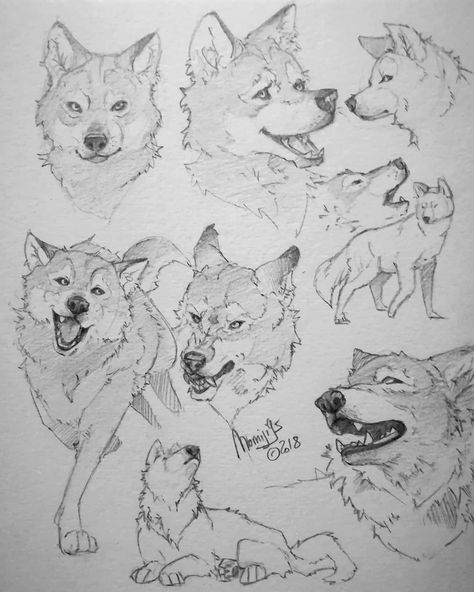 Wolf Study, Drawing Dogs, Wolf Sketch, Silly Art, Canine Drawing, Wolf Artwork, Drawing Sheet, Canine Art, Wolf Drawing