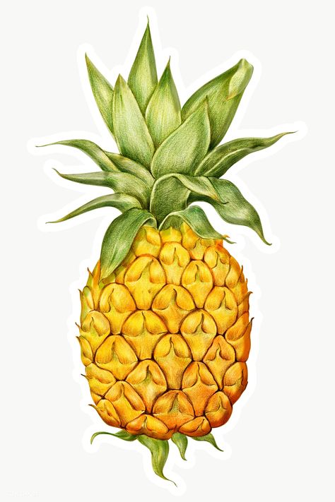 Pineapple illustration pencil colored style sticker design element | free image by rawpixel.com / manotang Pineapple Icon, Pineapple Vintage, Pineapple Drawing, Pineapple Painting, Pineapple Illustration, Fruit Art Drawings, Illustration Pencil, Graphic Design Quotes, Fruits Drawing