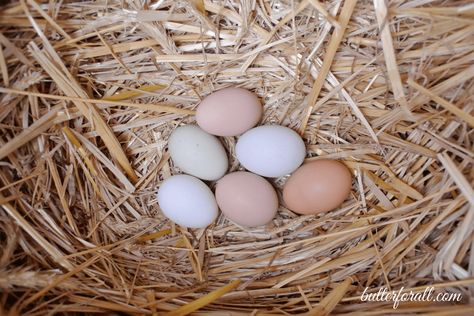 Soaked and Fermented Chicken Feed Fermented Chicken Feed, Lard Pie Crust, Chickens For Eggs, Sourdough Pancakes Recipe, Raw Dairy, Coconut Oil Toothpaste, Roasted Tomatillo Salsa, Healthy Fruit Snacks, Collecting Eggs