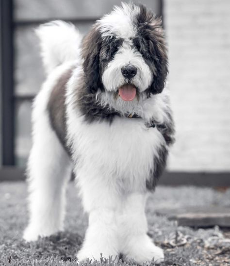 Clyde Saint Berdoodle Haircuts, Bernard Doodle, Saint Bernard Poodle, At Bernard, Saint Berdoodle, St Berdoodle, Poodle Mix Puppies, Doodle Dogs, Cutest Puppy Ever