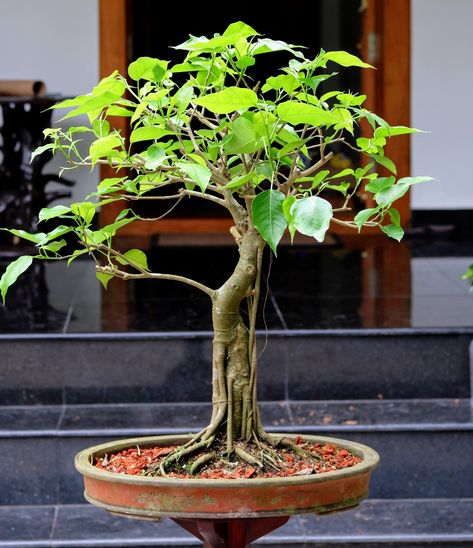 Bodhi or Ficus rumphii bonsai tree for beginners - Lifezshining Bonsai Tree For Beginners, Bonsai Aesthetic, Bonsai For Beginners, Ficus Bonsai Tree, Ficus Plant, Bonsai Fruit Tree, Flowering Bonsai Tree, Ficus Bonsai, Tropical Places