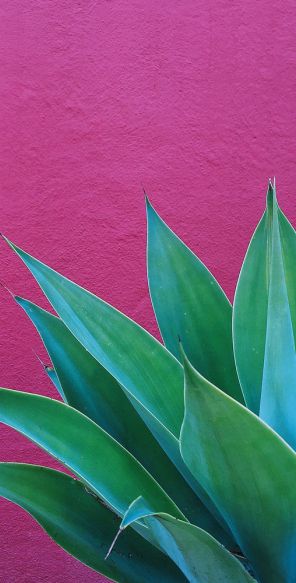 Bold Color Aesthetic, Vintage Mexican Art, Best Nature Wallpapers, Mexican Art, Green Flowers, Painting Inspiration, Colorful Flowers, Art Wallpaper, Wallpaper Backgrounds