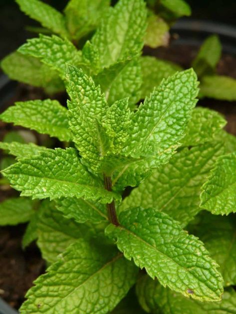 Lemon Balm Uses, Remedies For Bee Stings, Indoor Roses, Sweet Smelling Flowers, Citrus Plant, Natural Bug Repellent, Fragrant Plant, Lemon Balm, Healing Herbs