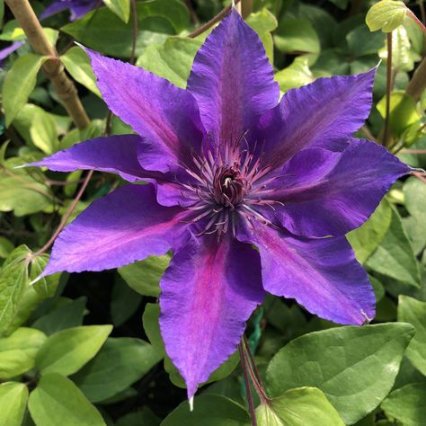 CLEMATIS_BOULEVARD_EDDA_CLEMATIS_GC_CLEED_01 Clematis Plants, Cherries Jubilee, How To Attract Hummingbirds, Enchanted Garden, Plant Food, Potting Soil, Types Of Plants, Clematis, Cut Flowers