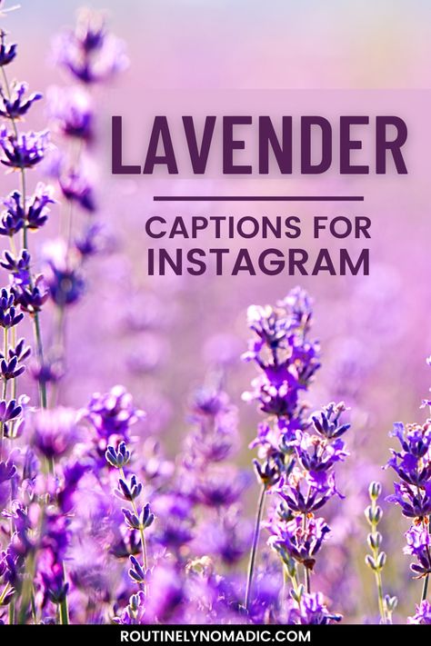 Lavender field with lavender captions for Instagram Caption For Lavender Outfit, Lavender Flower Quotes, Lilac Captions For Instagram, Lavender Captions For Instagram, Purple Captions Instagram, Lavender Quotes Aesthetic, Picture Caption Quotes, Lavender Quotes, Lavender Color Dress