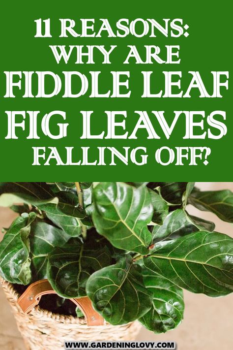 Propagating Fiddle Leaf Fig, Fiddle Leaf Fig Problems, Leggy Fiddle Leaf Fig, Why Is My Fiddle Leaf Fig Dropping Leaves, Fig Leaf Tree, Notch Fiddle Leaf Fig, Fiddle Tree, Fig Tree Plant, Fiddle Fig Tree