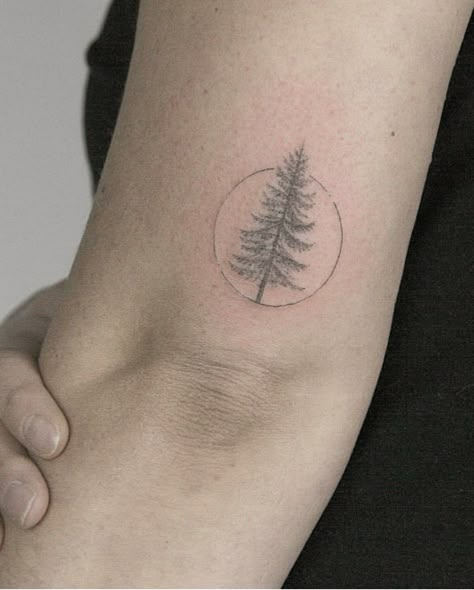 Dainty pine tree tattoo Pine Tree Tatoos, Pine Tattoo Tree, Tree Tattoo Placement, Simple Pine Tree Tattoo, Tattoo Pine Tree, Tree Tattoo Simple, Pine Tree Tattoos, Birch Tree Tattoos, Olive Tree Tattoos