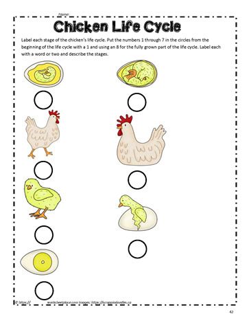 Chicken Life Cycle Life Cycle Of A Chicken, Chicken Life Cycle, Chicken Life, Student Numbers, Remote Learning, Teaching Activities, Life Stages, Teaching Kindergarten, A Chicken