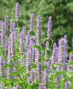 Licorice Mint Edible Lavender, Anise Hyssop, The Tiny Seed, Seed Starting Mix, Basil Seeds, Herb Gardening, Perennial Border, Sustainable Garden, Seed Company