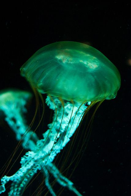 Different Creatures, Green Jellyfish, Sea Green Color, Salt Water Fish, Deep Sea Creatures, Life Aquatic, Underwater Creatures, Underwater Life, Water Life