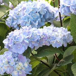 12 Perfect Plants for East Facing Borders – Grow Beautifully East Facing Garden Ideas, Shrubs For Borders, East Facing Garden, Monrovia Plants, Landscape Plants, Plant Catalogs, Cottage Garden Plants, Hydrangea Not Blooming, Garden Shrubs