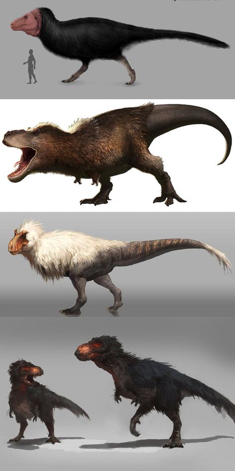 The Tyrannosaurus Rex had feathers and probably looked something like one of these. - 9GAG T Rex With Feathers, Dinosaur With Feathers, Feather Dinosaur, Feathered Tyrannosaurus, Dinosaur Feathers, Feathered Dinosaurs, Prehistoric Wildlife, Prehistoric Dinosaurs, Dinosaur Drawing