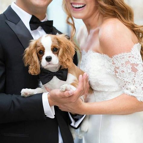 Happy First Wedding Anniversary to my parents! 🐶To be featured👉 Follow @cavaliercorner 👉 Use #cavaliercorner 📸 Credit: @tuxthekingpup Happy First Wedding Anniversary, Old Fat, Parents To Be, First Wedding Anniversary, To My Parents, Dog Wedding, Ring Bearer, Cavalier King Charles Spaniel, Cavalier King Charles