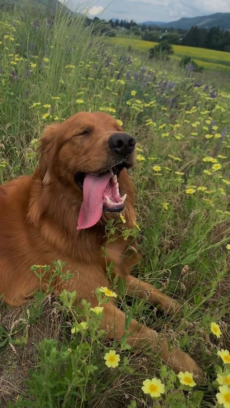 Red Field Golden Retriever, Horse And Golden Retriever, Farm Golden Retriever, Granola Dog Aesthetic, Red Golden Retriever Aesthetic, Field Line Golden Retriever, Field Golden Retriever, Field Retriever, Dog In Field