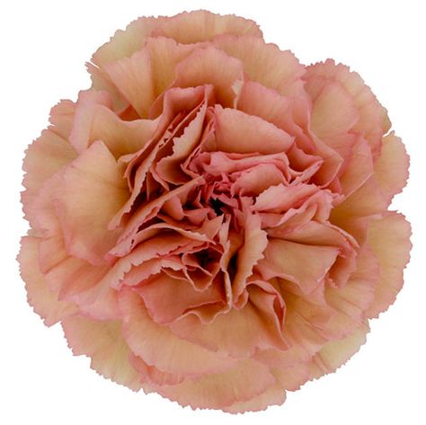 carnation creola antique pink fancy Carnation Colors, Ecuadorian Roses, October Flowers, Blush Flowers, Flower Names, Antique Pink, Flower Photos, Love Flowers, Flower Shop