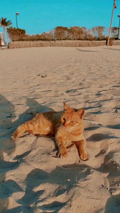 Cat Sunset Wallpaper, Cats On The Beach Aesthetic, Cat Beach Aesthetic, Summer Cat Wallpaper, Sand Wallpaper Aesthetic, Summer Cat Aesthetic, Cat At Beach, Cat And Sunset, Summer Cars