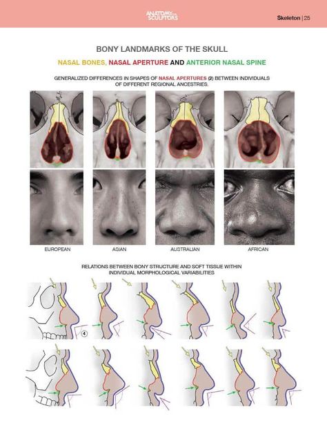 Human Nose, Anatomy For Sculptors, Facial Anatomy, Anatomy Sketches, Body Reference Drawing, Anatomy For Artists, Model Images, Facial Muscles, Body Anatomy