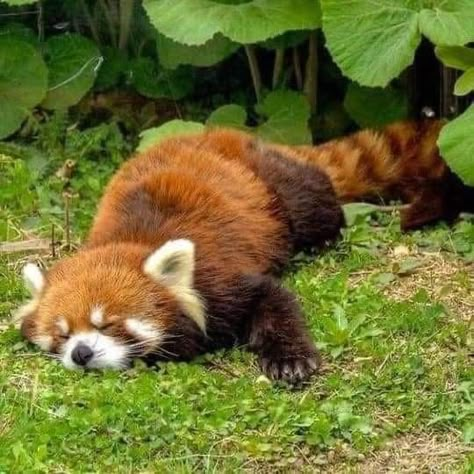 Red Pandas, Raccoon And Red Panda, Animals Red Panda, Red Panda Astethic, Red Panda Sleeping, Stuffed Animal, Red Panda Threatening, Red Panda Cute, Red Panda Baby