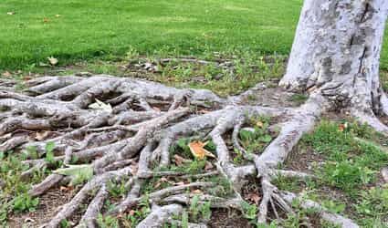 How to Fix Exposed Tree Roots Tree Root Removal, Exposed Tree Roots, Hedge Trees, Plants Under Trees, Landscaping Around Trees, Draw Water, Tree Base, Tree Service, New Roots