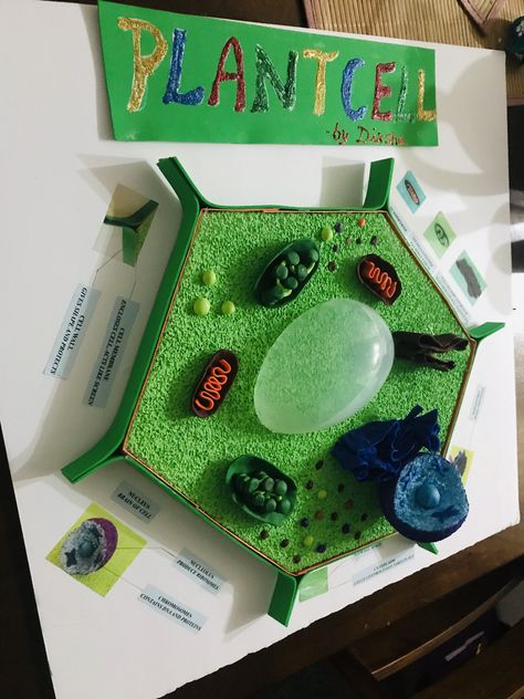 Seventh grade science project. Plant cell 3D model . I used styrofoam, polymer clay,foam sheet, and paints. I used Easter egg toy from dollar tree for vacuole in the middle. Model Of Cell Science Projects, Plant Cell Diagram Project, Diy Plant Cell Model, Science 3d Projects, 3d Plant Cell Project Ideas, Science Projects Models, 3d Plant Cell Project, Plant Cell Model Project, Cell Project Ideas Models