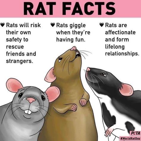 Rat Facts, Rattus Rattus, Rat Care, Dumbo Rat, Rat Toys, Pet Rat, Rat Cage, Fancy Rat, Cute Rats