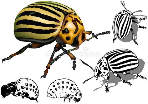 Colorado Potato Beetle, Potato Beetle, Clothes Painting, Beetle Illustration, Beetle Tattoo, Gold Digital Paper, Open Wings, Nature Painting, Creepy Crawlies