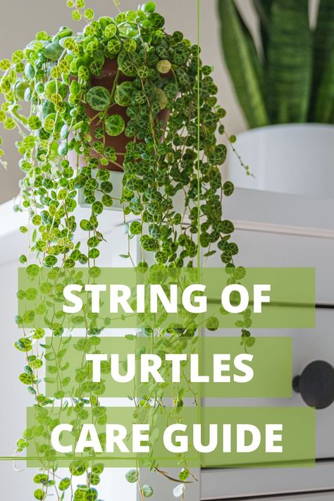 This gorgeous cascading plant makes our list of easy plants to grow indoors! With leaves that resemble turtle shells gently hanging from long vines, this indoor plant is excellent for small spaces because of its slow growth rate. Learn all about this plant in our detailed article. Turtle Shell Plant, Cascading Plants Indoor, Indoor Plant Care Guide, Turtle Care, Peperomia Plant, Easy Plants To Grow, Growing Plants Indoors, Best Indoor Plants, Indoor Plant Care