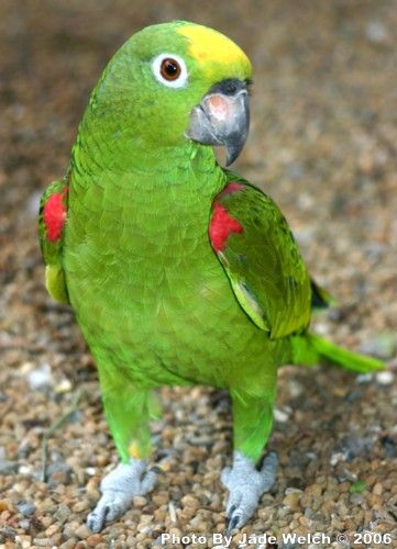 Golden Shouldered Parrot, Yellow Crown, Yellow Headed Amazon Parrot, Gray Parrot African, Green Ringneck Parrot, Parrot Necklace, Amazon Parrot, Parrot Pet, Funny Parrots