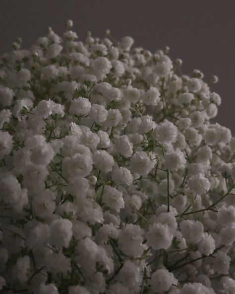 baby’s breath Baby's Breath Aesthetic, Babys Breath Aesthetic, Sensory Images, Babies Breath, Baby Breath, Baby S Breath, Dark Art Illustrations, Favorite Flowers, Baby's Breath